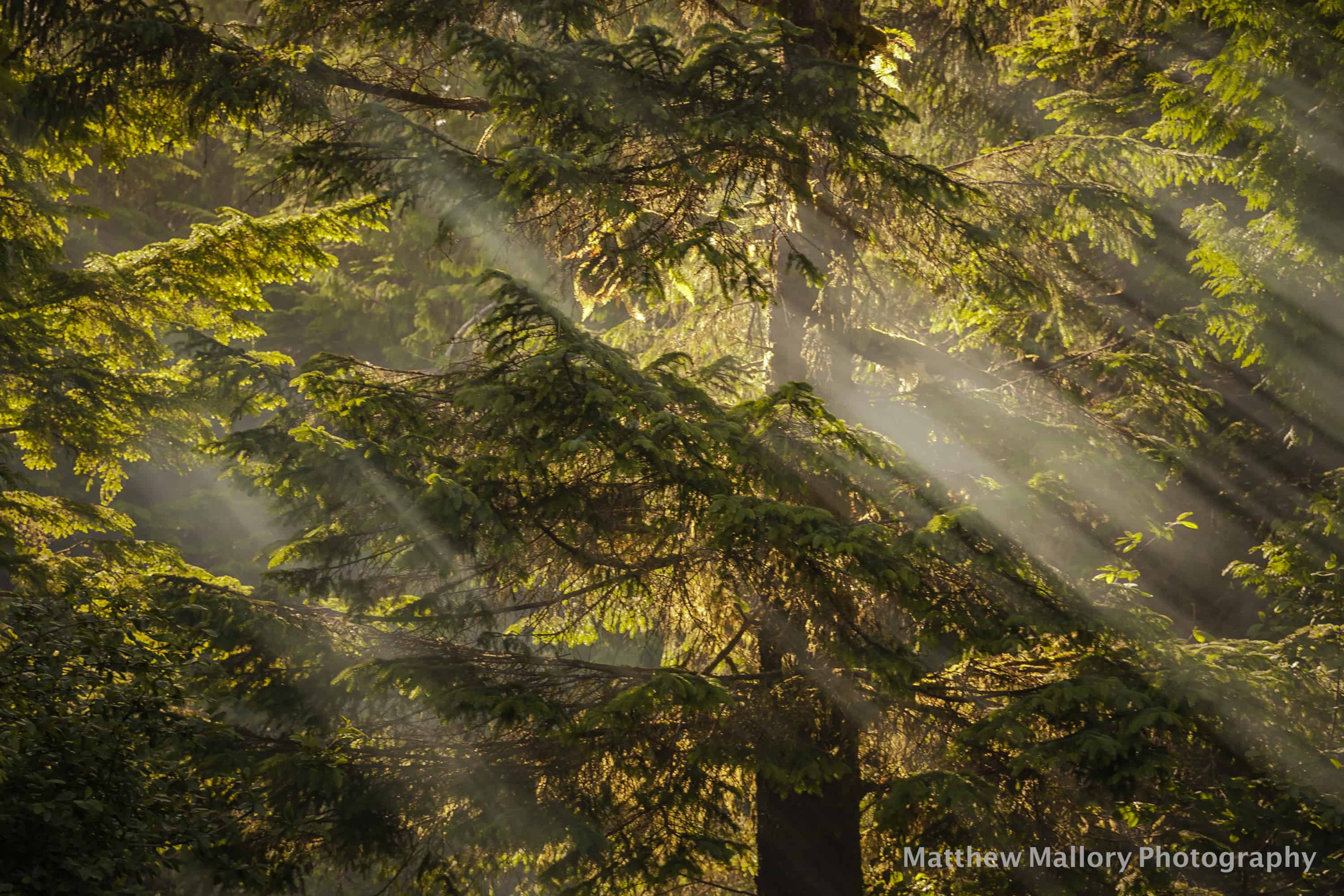 Camping in Tofino – The Best Campgrounds in Tofino and Ucluelet!