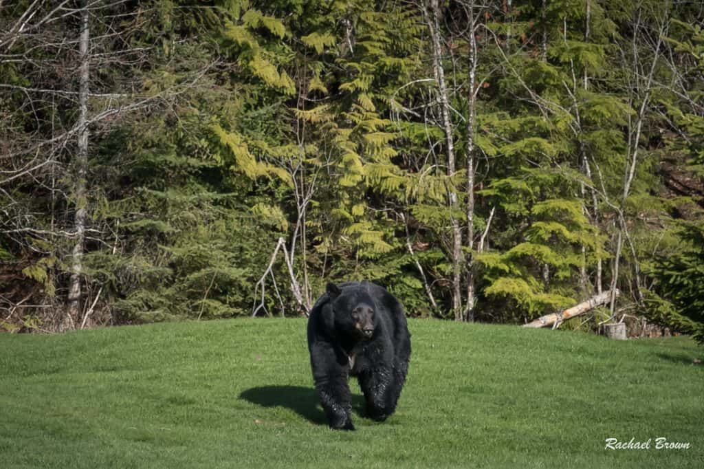 Whistler Bear