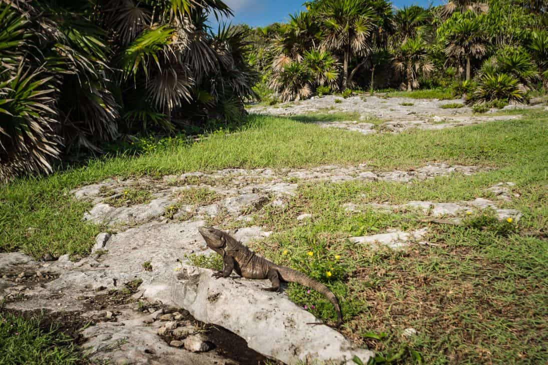 Iguanas at Tulum Ruins