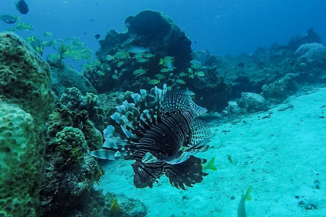 Lion Fish Snorkeling Cozumel