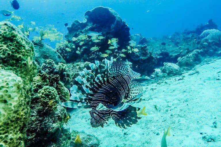 Snorkeling In Cozumel – Celebrating My 30th Birthday!