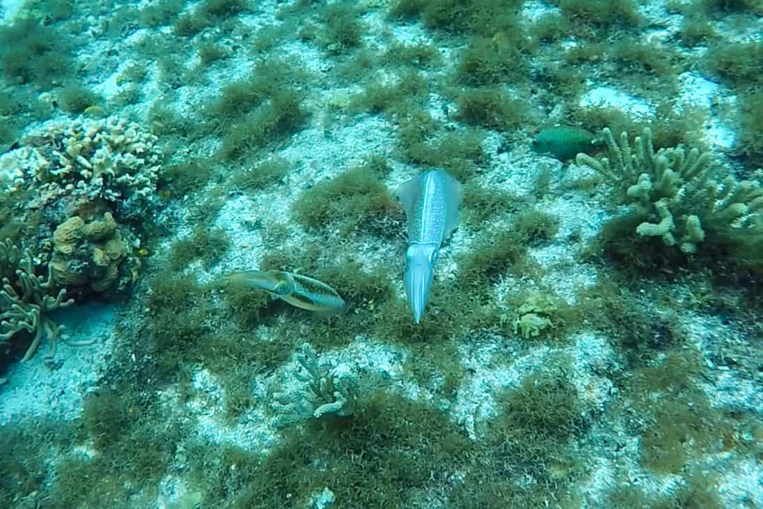 Squid in the coral reefs of Cozumel