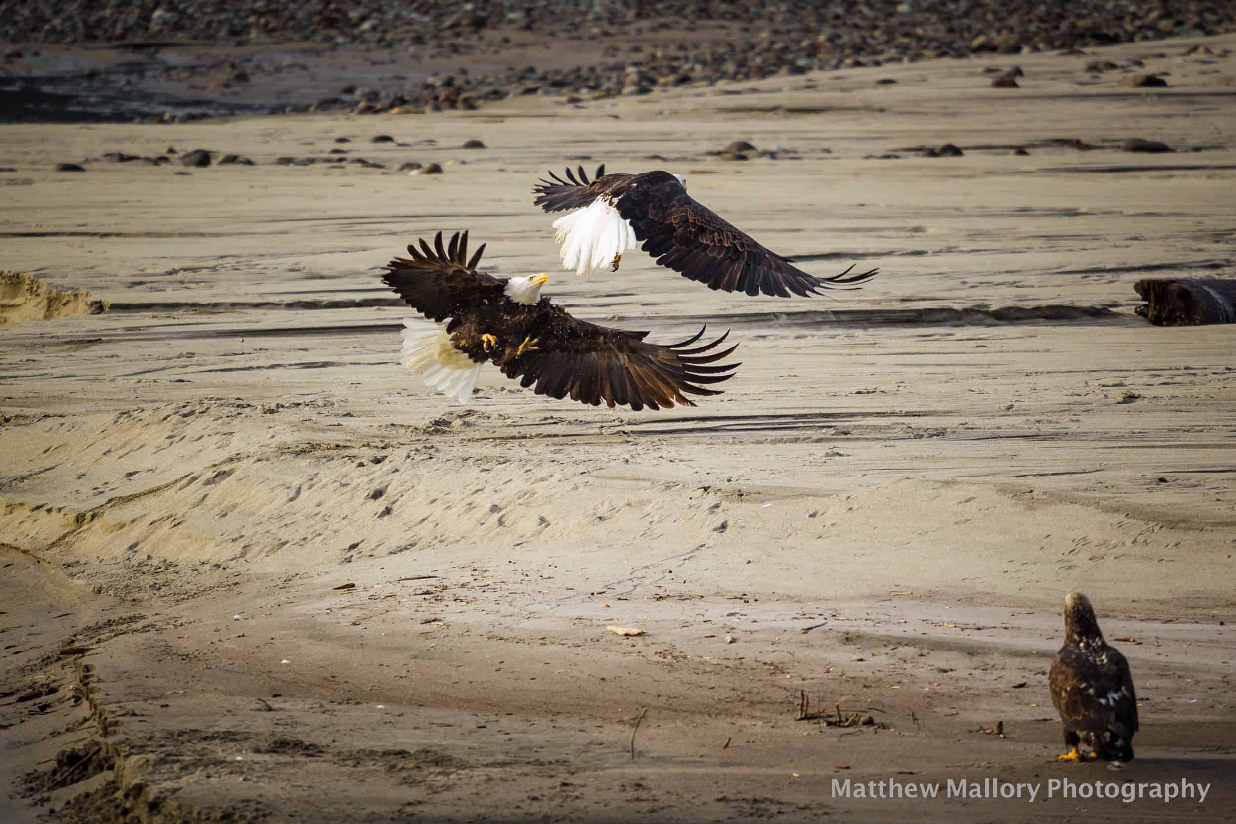 Bald Eagles at Eagle Run in Brackendale near Squamish.