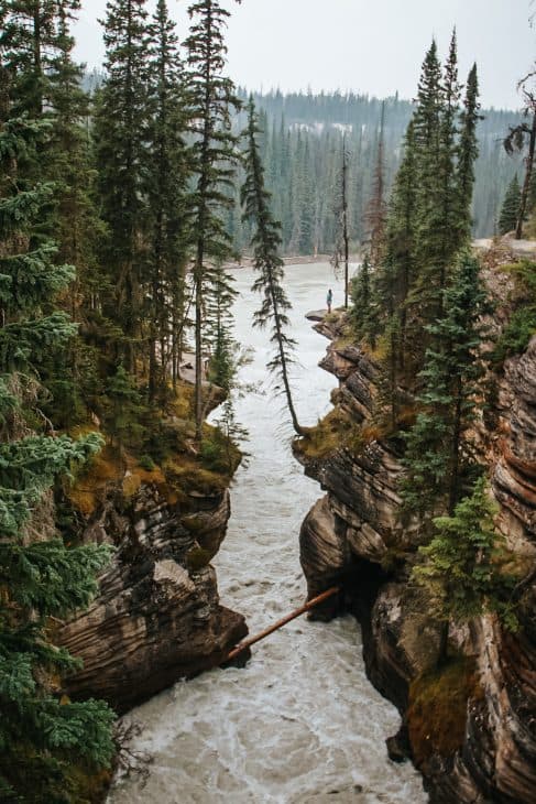 Th Athabasca Canyon in Jasper National Park. 