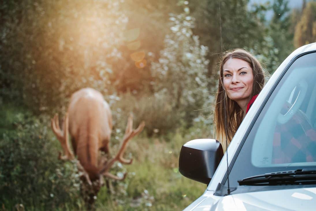 Wildlife is everywhere in Jasper, Elk can be found all over the National Park