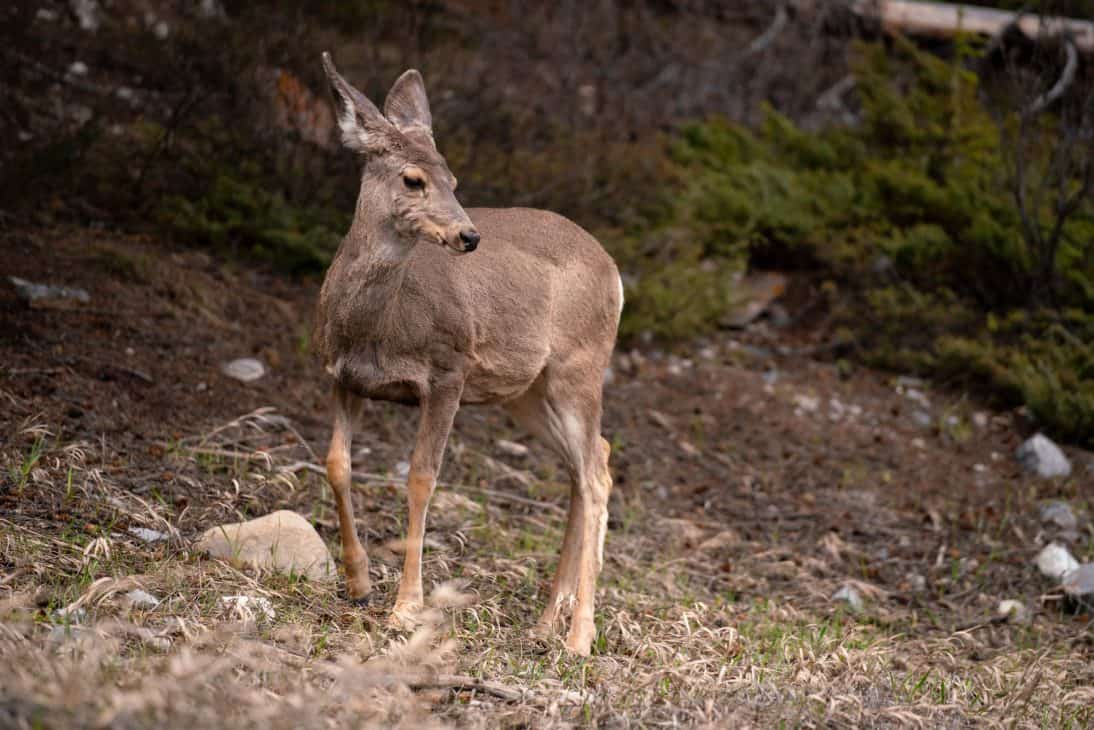 Spotting wildlife in Banff is super exciting and one of top free things to do while visiting Banff National Park.