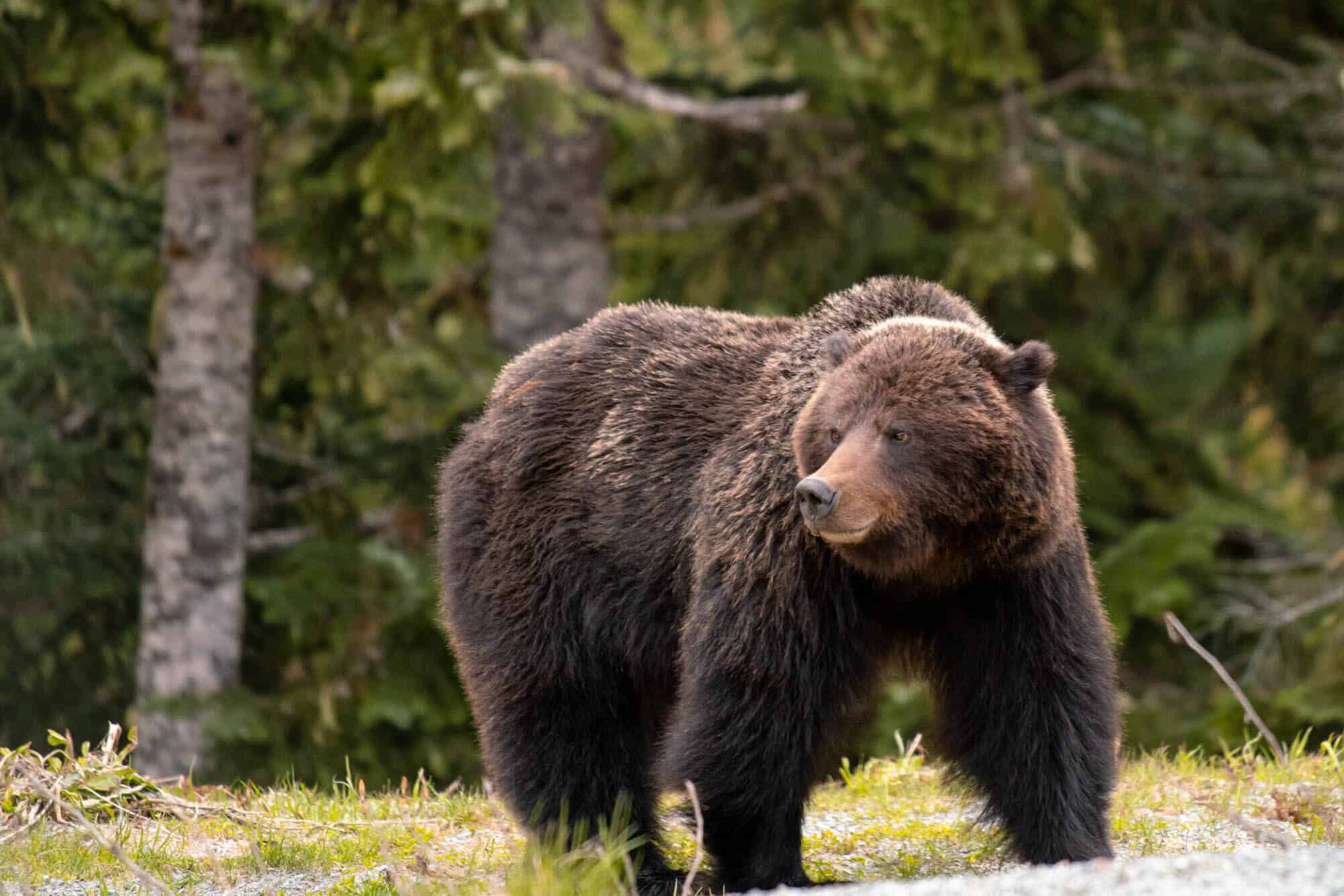 Photo of a brown grizzly bear with froest in the background.