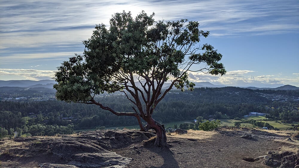 Mount Tolmie is one of the easiest hikes around Victoria.