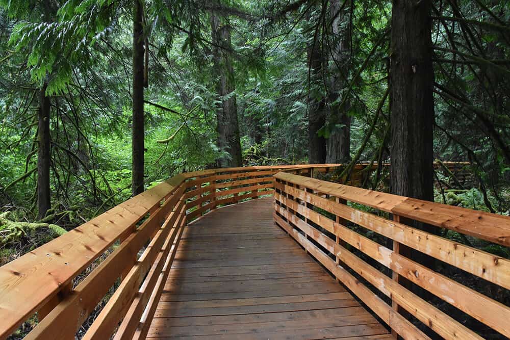 Cathedral Grove, MacMillan Provincial Park on Vancouver Island. 