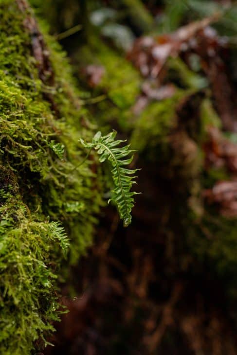Moss Goldstream Provincial Park A City Girl Outside