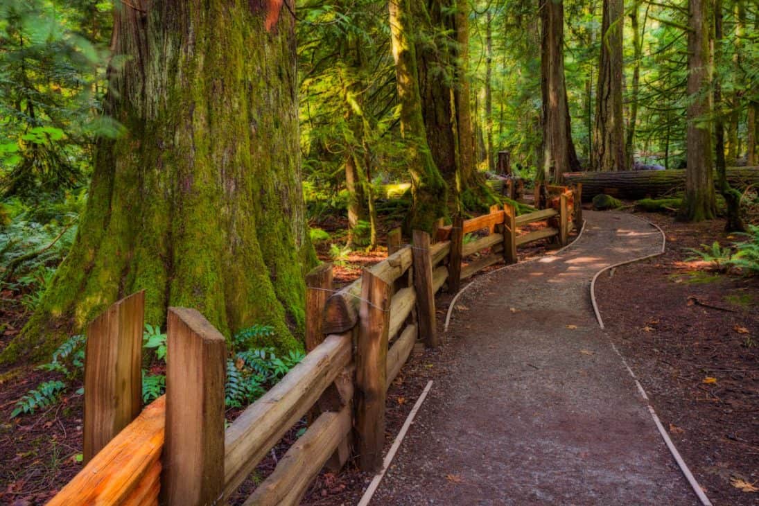 A hiking trail in the Cathedral Grove on Vancouver Island, BC, Canada