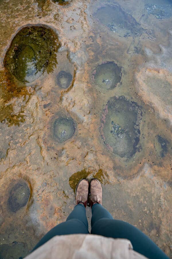 Photo taken from the perspective looking down towards persons feet with several tide pools full with sea life. 