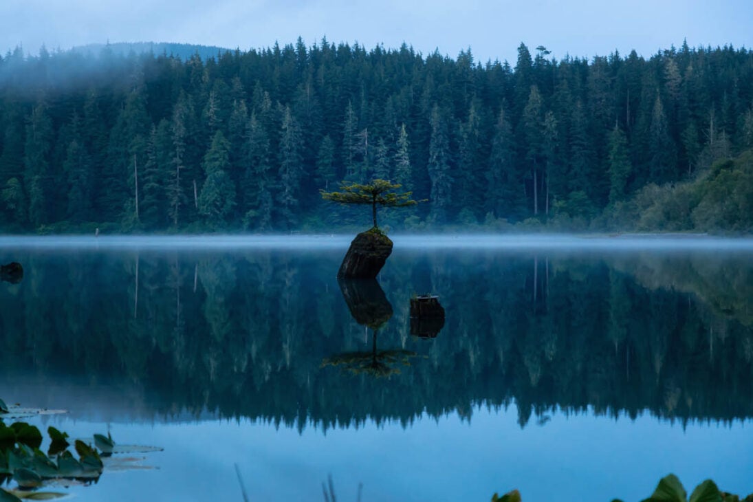 Photo of a small bonsai tree growing out of a tree stump that is submerged in a lake. The photo is taken in misty conditions with reflections of the tree in the calm still water. The Fairy Lake bonsai tree is one of the top things to do near Port Renfrew and to add to your Jordan River itinerary.