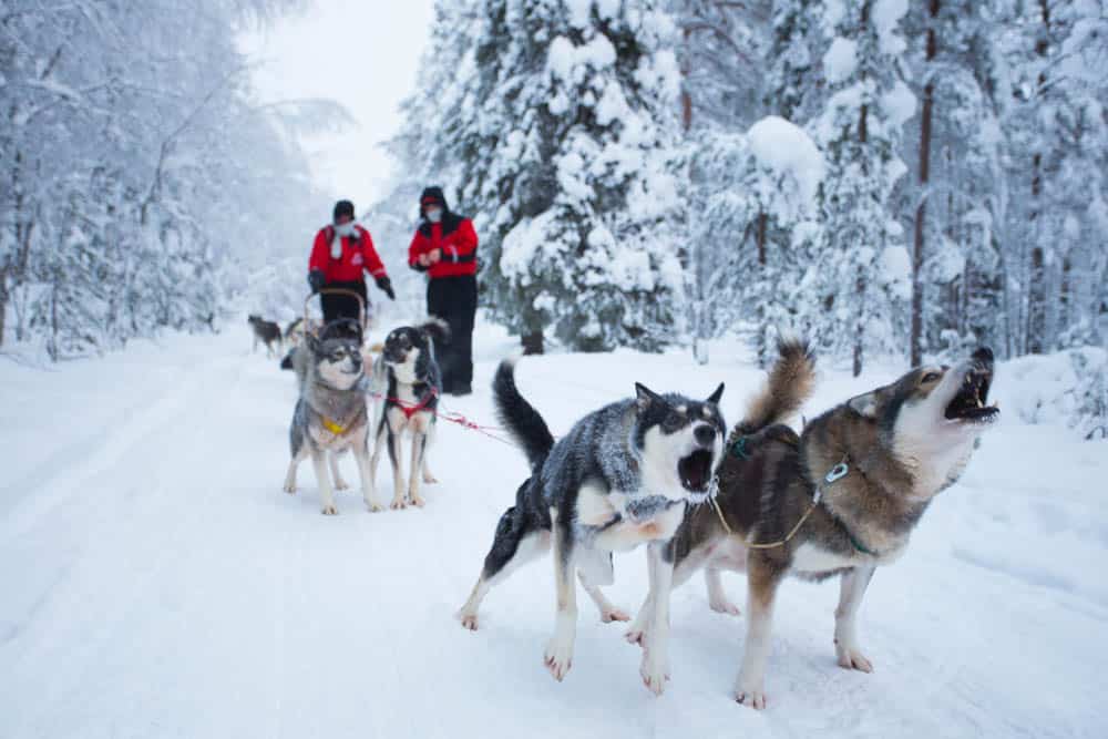 Photo of a snowy landscape and trail with a pack of sled dogs in the foreground and two people mushing in the background.