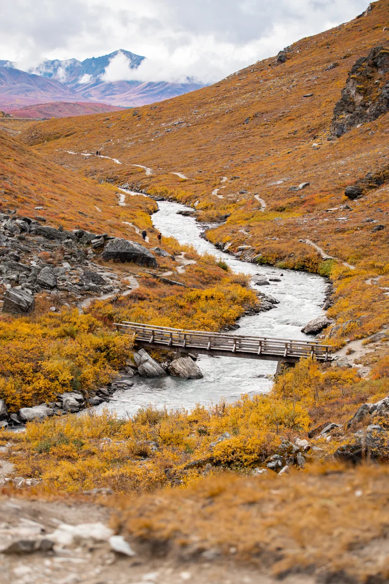 The beautiful orange landscape of Denali in fall. 